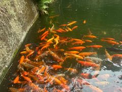 -千岛湖东南湖区
