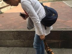 -碧江金楼