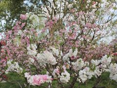 -南汇桃花村