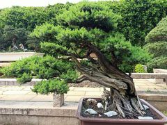 -拙政园