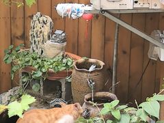 -臭鳜鱼人家·老字号徽菜