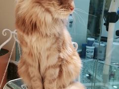 -momokira米努特·德文卷毛猫·棉花面纱犬