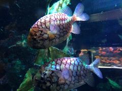 -暹罗海洋世界