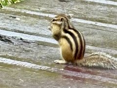 -莫尔道嘎国家森林公园