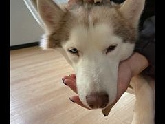 -Husky Go! 哈士奇体验馆·宠物咖啡厅狗咖