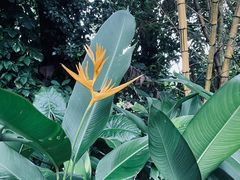 -海南热带野生动植物园