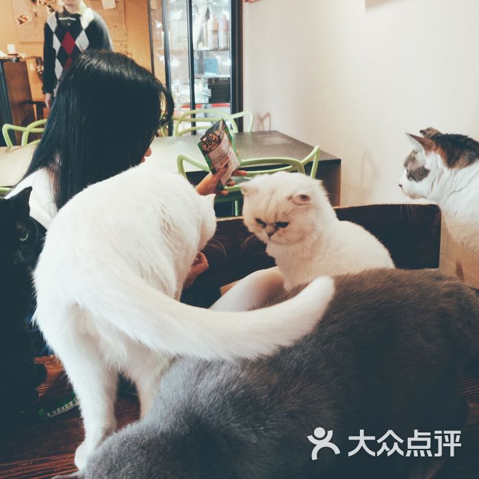 猫宁哈尼morning honey猫咪咖啡