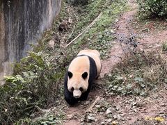 -中国大熊猫保护研究中心雅安碧峰峡基地