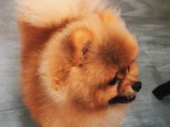 -柯斗斗主题餐厅·狗咖·围炉煮茶·茶饮(国瑞升平里店)