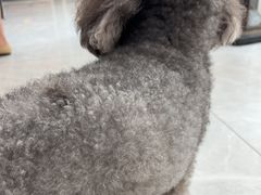 -瑞鹏宠物医院·超声·骨科·奇麟分院(蜀都万达店)