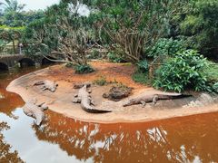 -海南热带野生动植物园