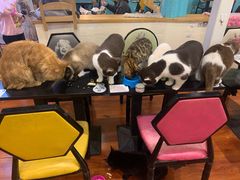 -猫小院猫主题咖啡厅(北锣店)