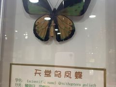 -上海大自然野生昆虫馆(东方明珠·爬宠昆虫探索中心)