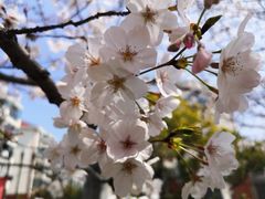 -高东镇樱花园