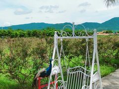 -亚龙湾国际玫瑰谷