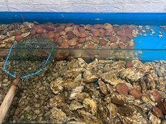 -桔子海鲜烧烤大排档(金沙滩店)