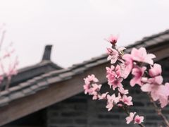 -秀丽东方