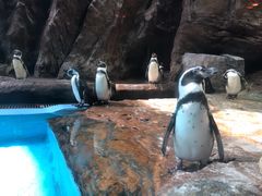 -帝企鹅自助餐厅•儿童岛•真企鹅(长隆企鹅酒店)