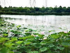 -尚湖风景区
