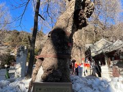 -潭柘寺景区