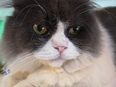 -李小姐の猫咖啡馆(五角场店)
