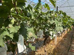 -马陆小张葡萄园农家乐