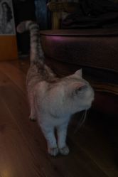 -729CLUB美式风格纹身店