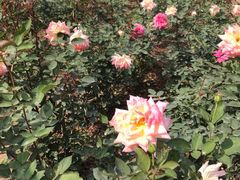 -人民公园(罗湖区)