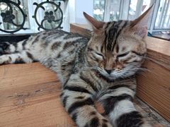 -猫小院猫主题餐厅(南锣旗舰店)