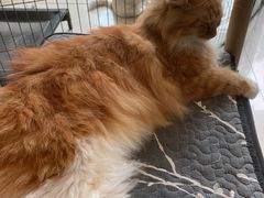 -平行世界·猫咖(首经贸店)
