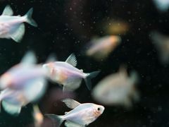 -青石桥花鸟鱼虫市场(叠翠城店)