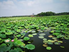 -荷塘月色湿地公园·向阳花洲