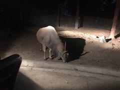 -清迈夜间动物园