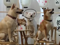 -柴迷FANS CLUB·柴犬狗咖·猫咖