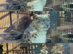 -青藏高原野生动物园