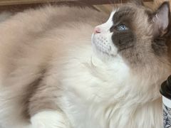 -MOCHA明星猫咖(田子坊店)