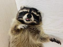 -浣熊柯尔鸭土拨鼠·电玩咖