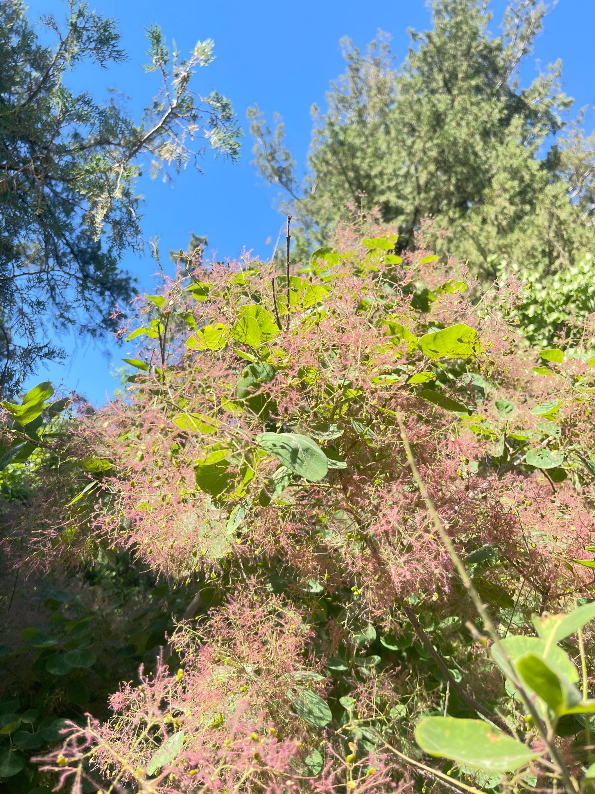 饭店贝聿铭设计的,有江南园林之风,建筑又有藏式风格
首页,是黄栌花