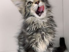 -Bastet sally猫舍购宠(静安店)