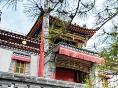 -塔尔寺菩提树