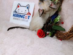 -十年猫舍·猫咪专门店(普陀店)