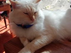 -猫小院猫主题咖啡厅(北锣店)