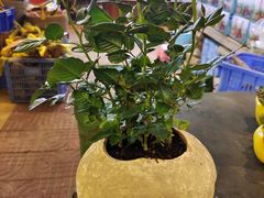 -园林美食城·本土农家菜(杨和镇店)