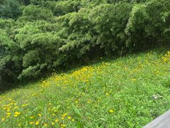 -西湖风景区-江洋畈生态公园