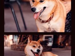 -柴犬高等学院·狗咖·柴犬售卖·宠物训练