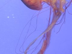 -上海海洋水族馆