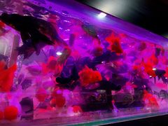 -苏州艺都古玩花鸟市场