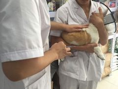 -中农大我爱我爱24h动物医院·中医针灸·猫专科·骨科医疗中心(双井店)