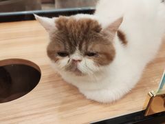 -袖虎·猫馆(体育西路店)