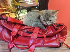 -猫色咖啡·猫咖